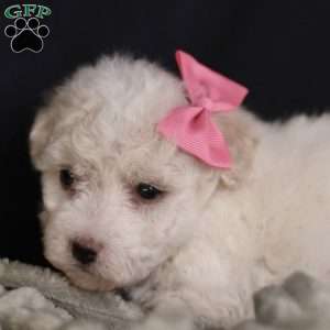 Brianna, Bichon Frise Puppy